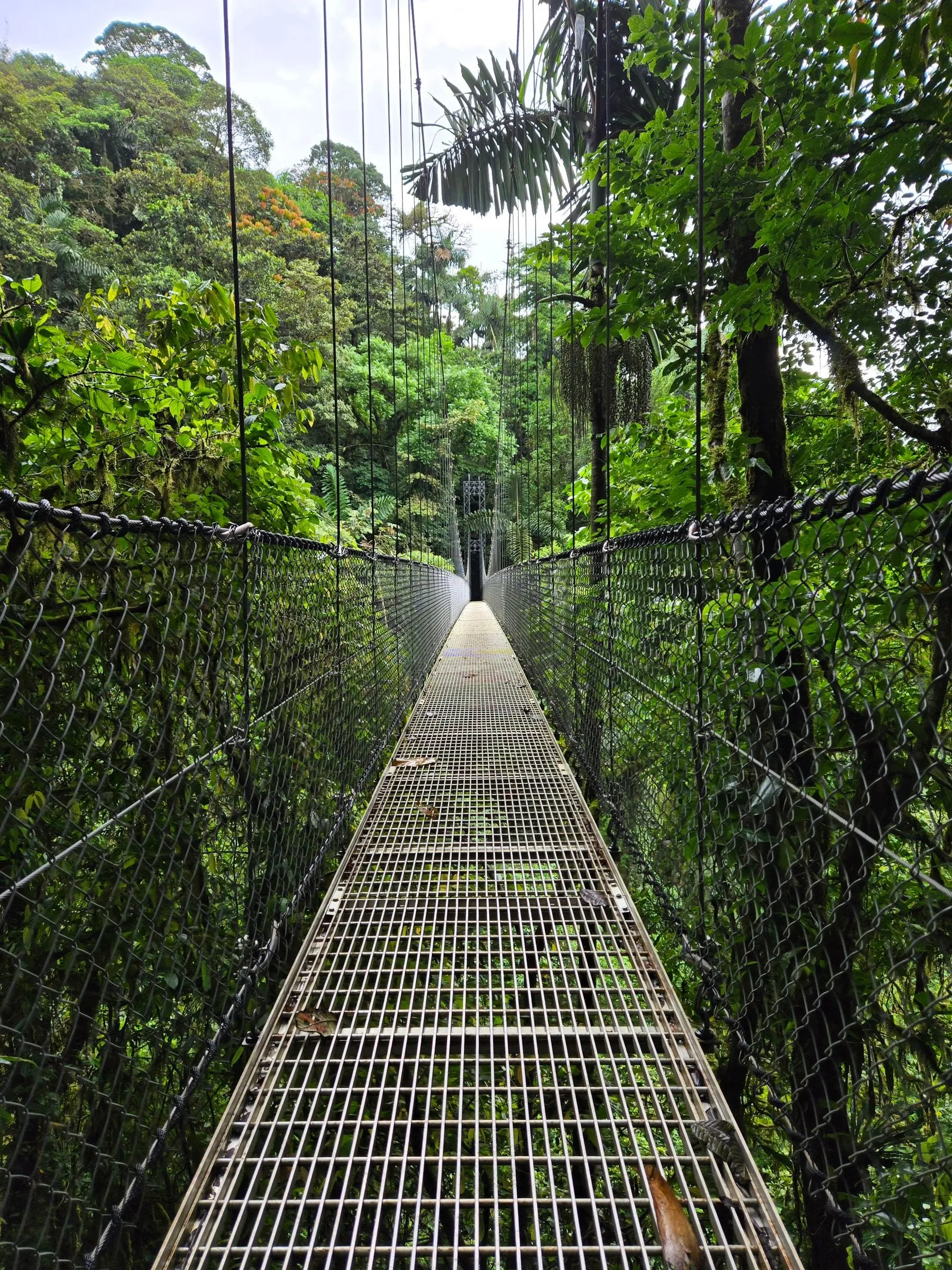 A steel suspension bridge running away into dense green jungle canopy