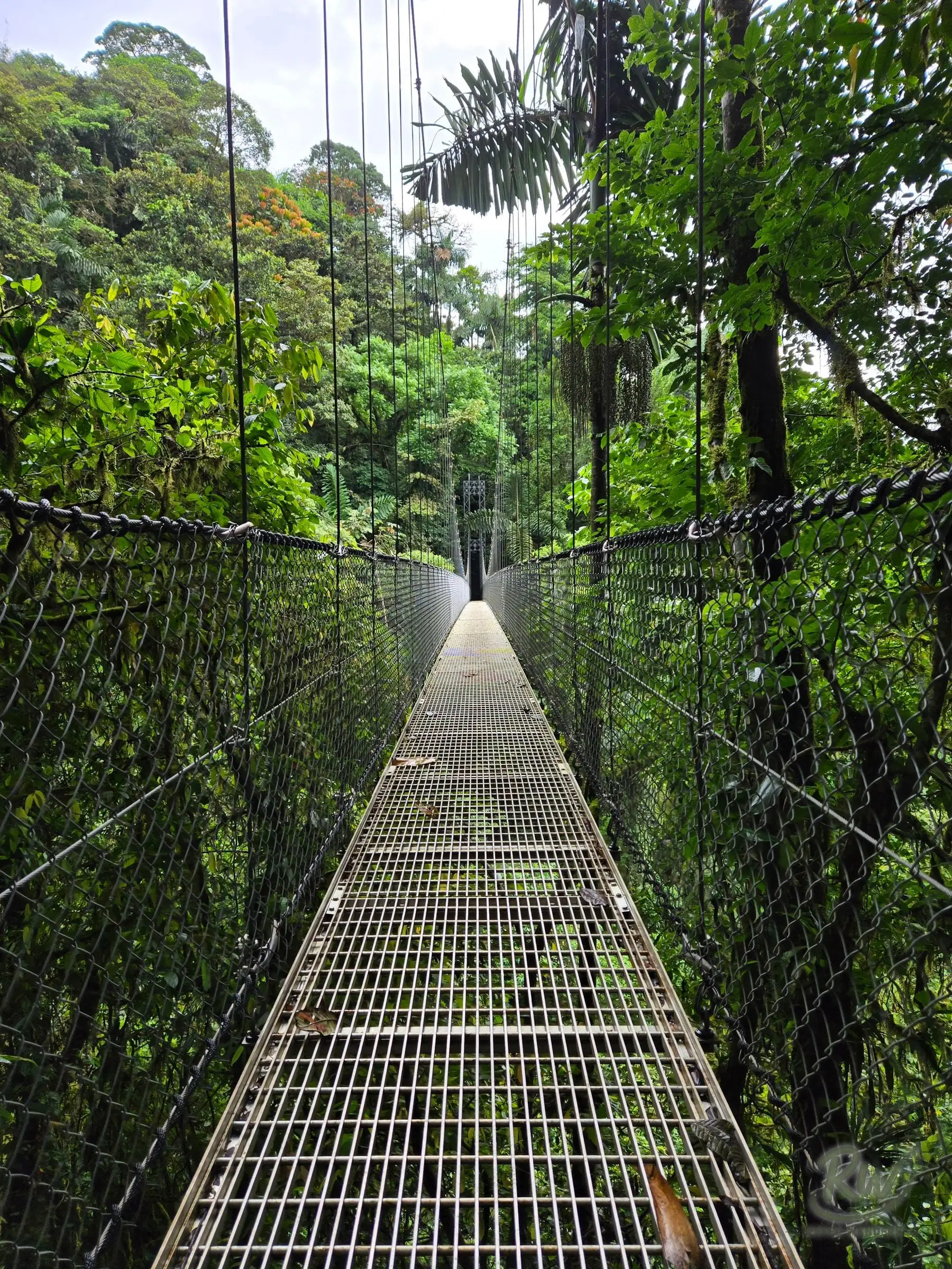 A steel suspension bridge running away into dense green jungle canopy