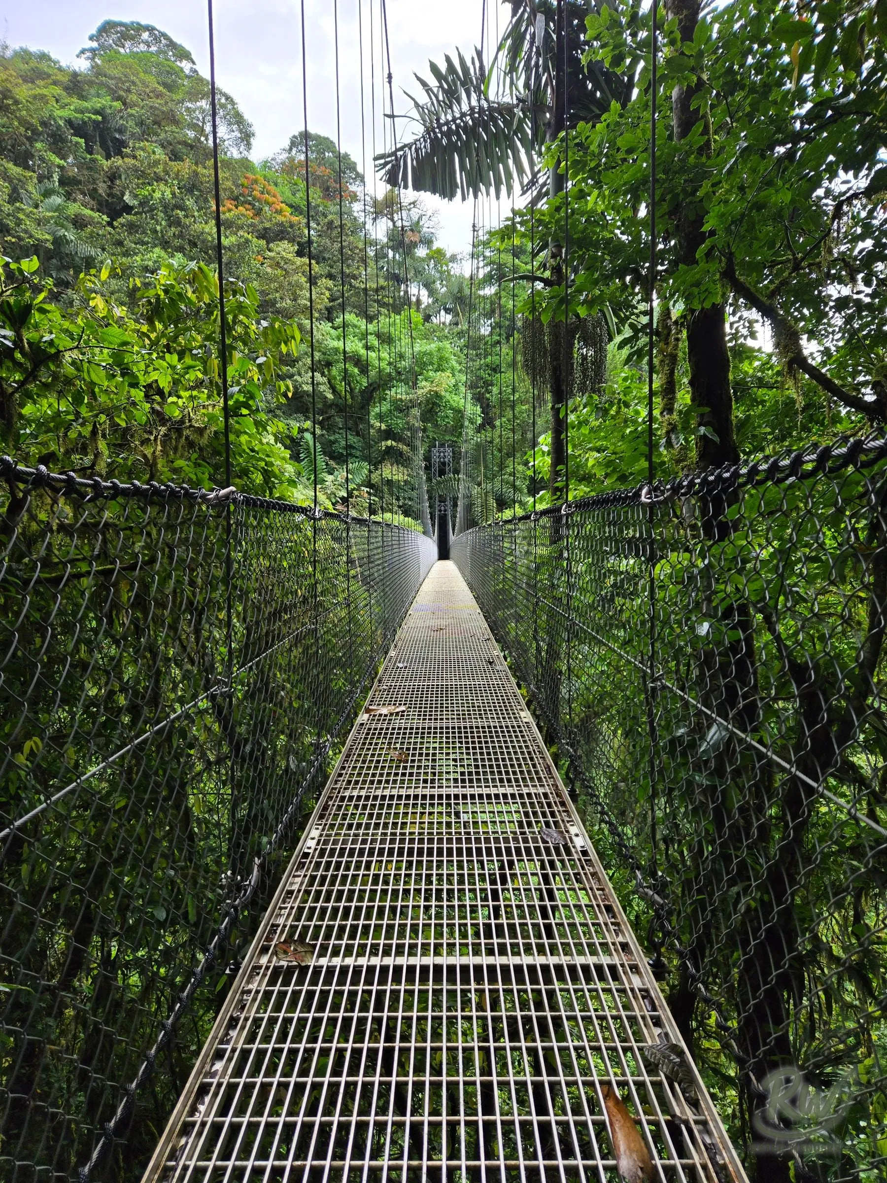 A steel suspension bridge running away into dense green jungle canopy