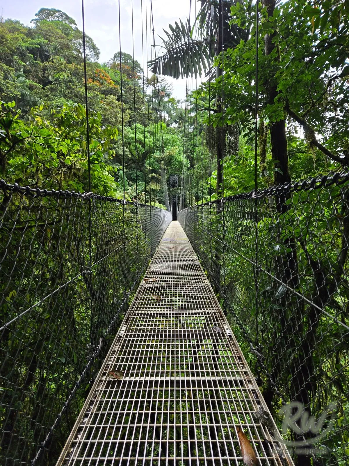 A suspension bridge running into dense green cloud forest canopy