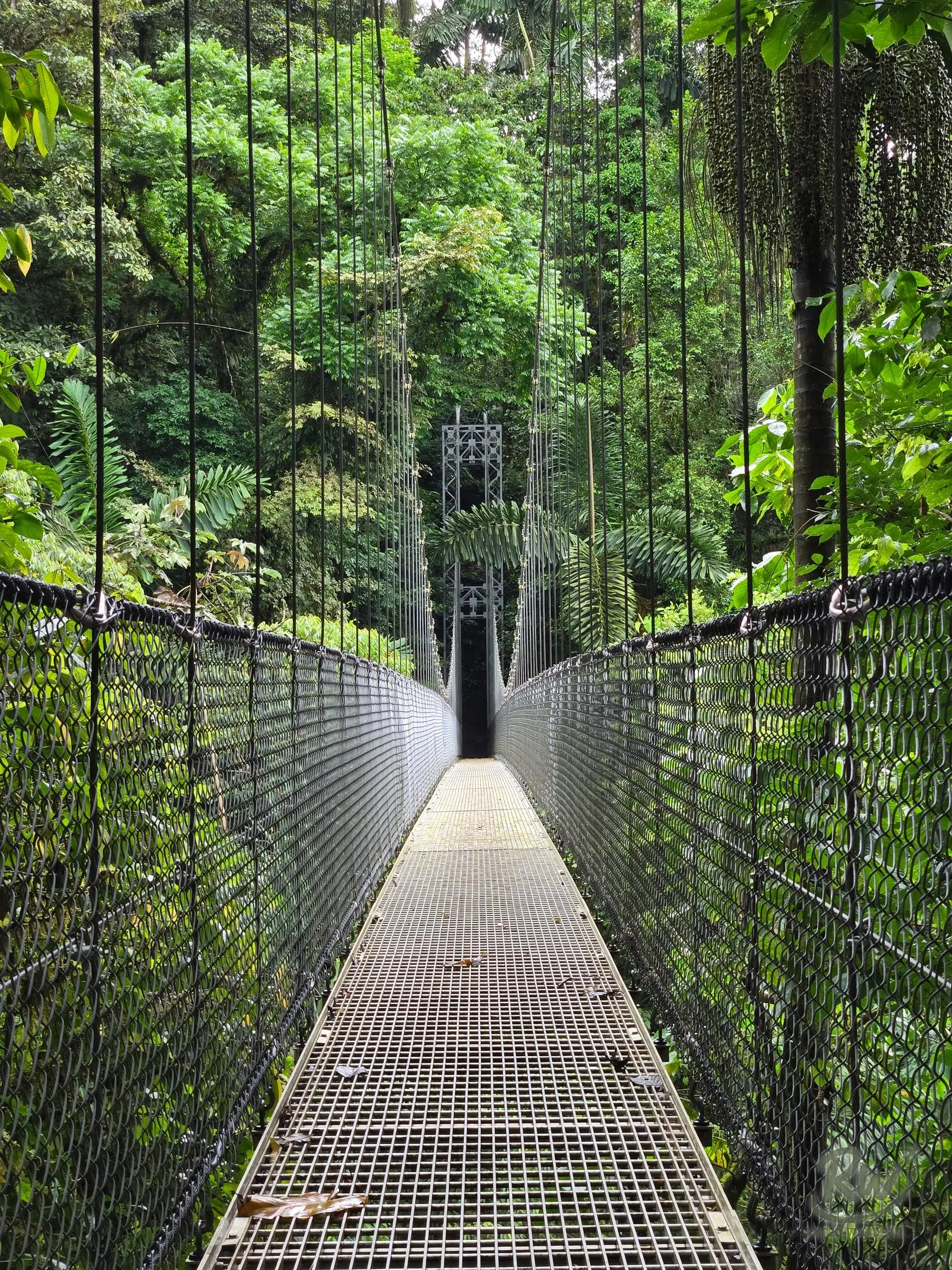 A suspension bridge with high mesh sides running level into the forest