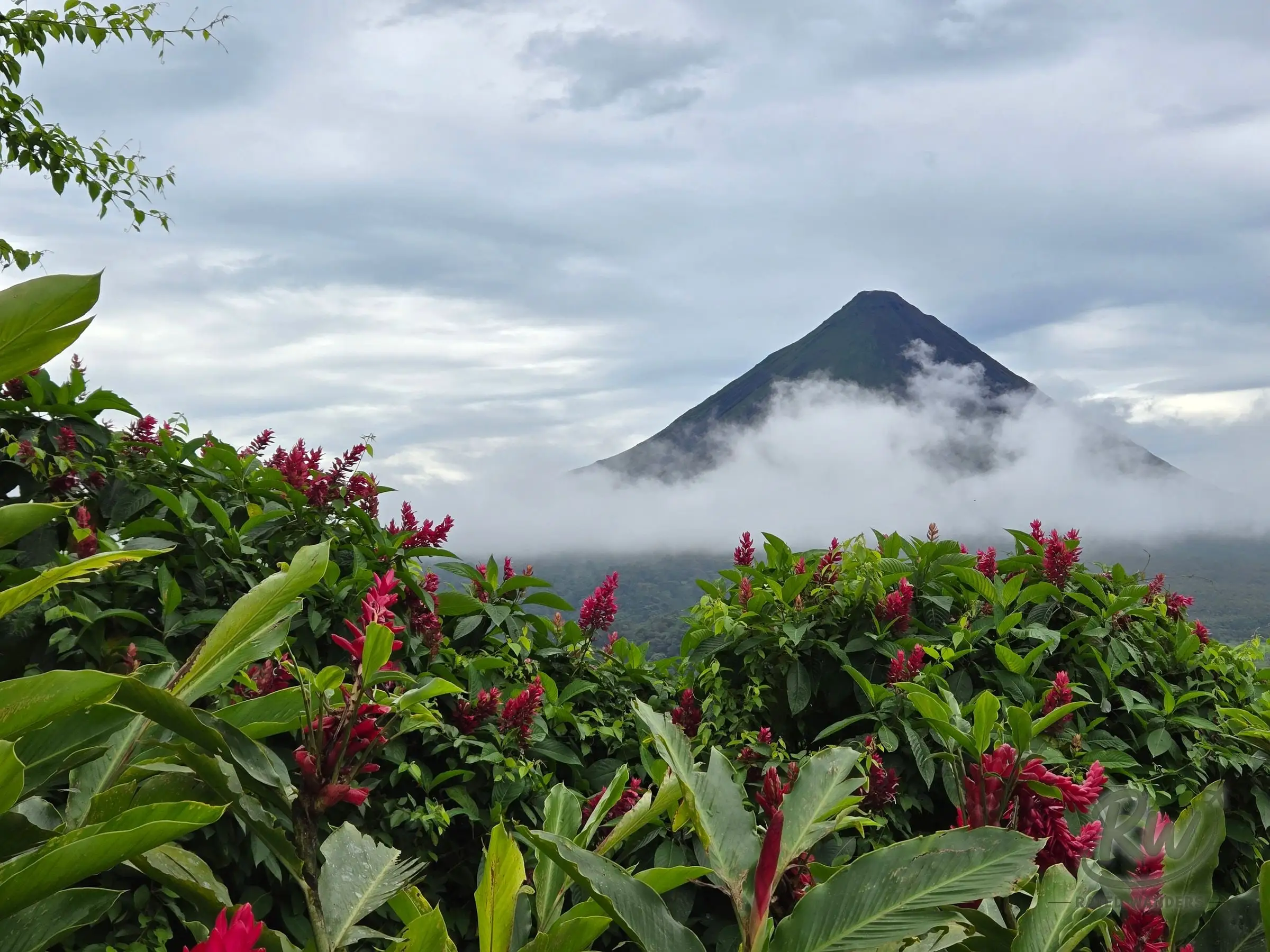 Arenal volcano above a cloud band, with red ginger flowers in the foreground