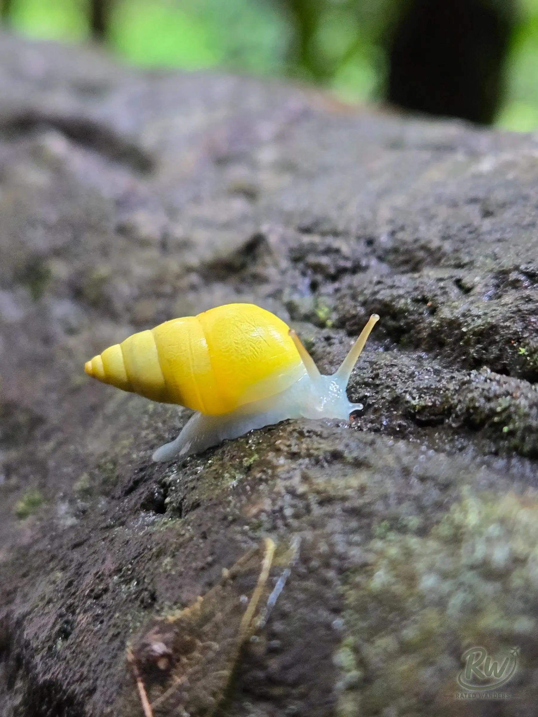 A small yellow snail crossing a wet rock beside the trail