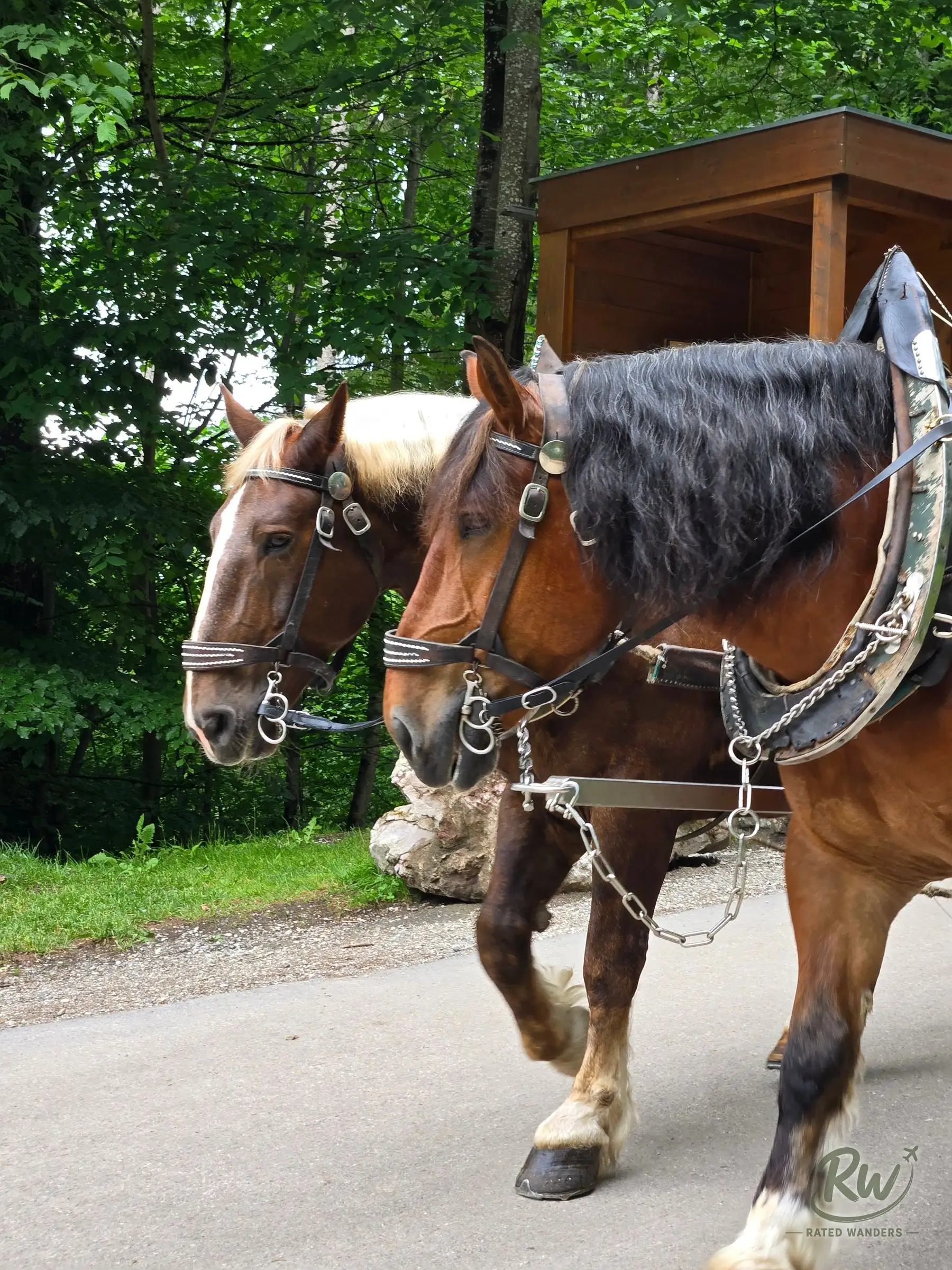 Two harnessed horses standing in front of a wooden carriage on the road up to the castle